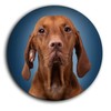 Magyar Vizsla Hungarian Shepherd Dog Portrait 5 Round Fridge Magnets