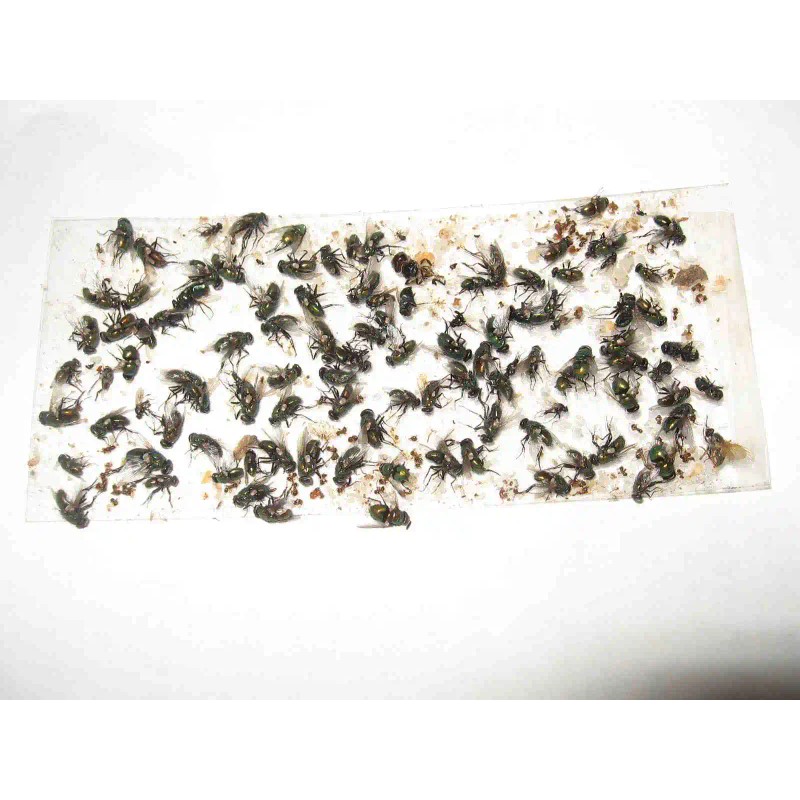 Tred-Not 10 pk Glue Trap Sow Bug / Pill Bug