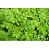 Health Embassy European Blueberry Leaf | Vaccinium myrtillus L |