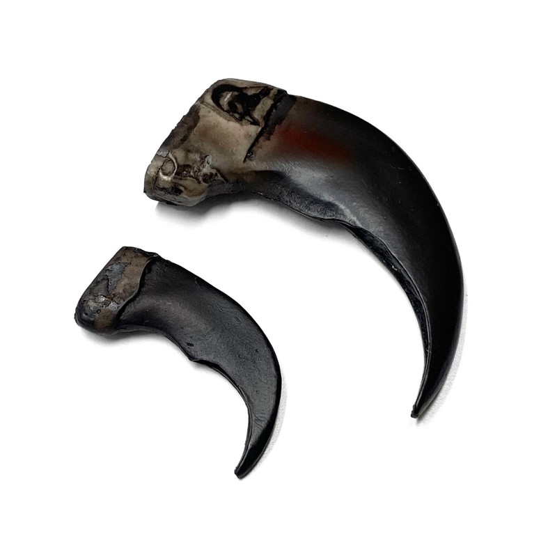 Bear Claw Replica