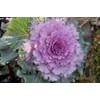 CEMEHA SEEDS - Seeds Flowering Kale Large Leaf Mix Ornamental