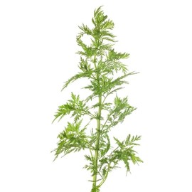 Sweet Annie Artemisia annua Dried Cut Flower Premium Seeds for Planting Packet