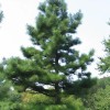 MySeeds.Co Pinus echinata (Shortleaf Pine) Tree Seeds, Graceful Display, Distinctive