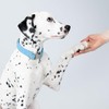 HUGO & HUDSON Tweed Dog Collar, Luxury Adjustable Quick Release