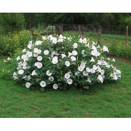 Fragrant Moonflower Bush! 20 Seeds ! This Will Slow Down Traffic! Comb.s/h!