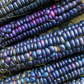 The Gardening World 30 Rio Grande Blue Ornamental Corn Seeds | Hopi Azul Flint Indian Dent Seed
