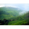 Nilgiri Tea Leaf Chamraj SFTGFOP SOUTH INDIA TEA HOUSE