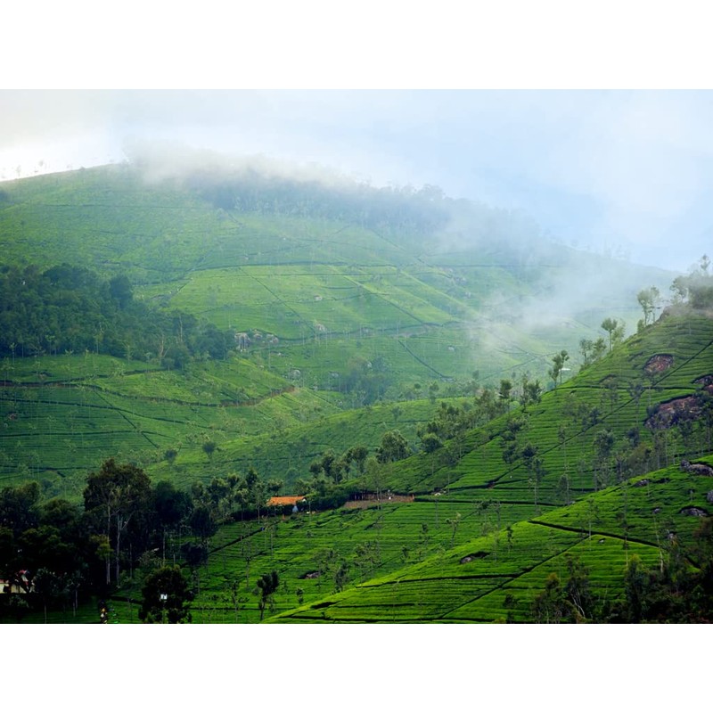 Nilgiri Tea Leaf Chamraj SFTGFOP SOUTH INDIA TEA HOUSE
