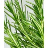 Rosemary Herbal Tea, Rosemary Tea, 0.9 oz (25 g), Tea