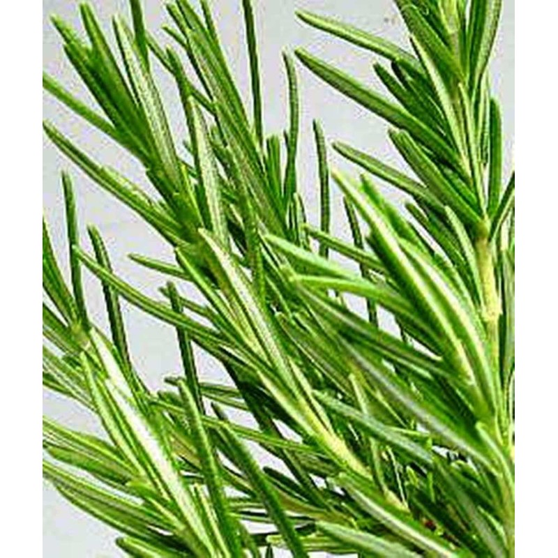 Rosemary Herbal Tea, Rosemary Tea, 0.9 oz (25 g), Tea