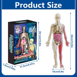 SGZIOO Human Body Model For Kids, 32cm Human Anatomy Model with 9 Pcs Removable Human Torso, 3d Human Body Torso Model, Learning Science Medical Education for Kids Boys Girls