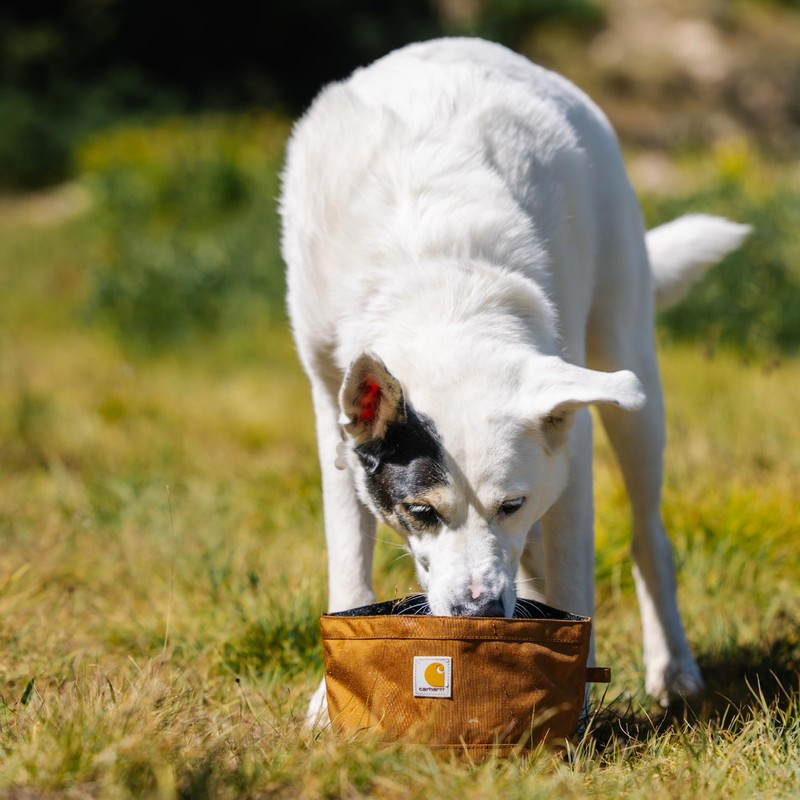 Carhartt Nylon Duck Travel Dog Bowl, Packable Dog Bowl for
