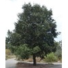 20 Fresh Acorns - Canyon Live Oak Tree Seeds for