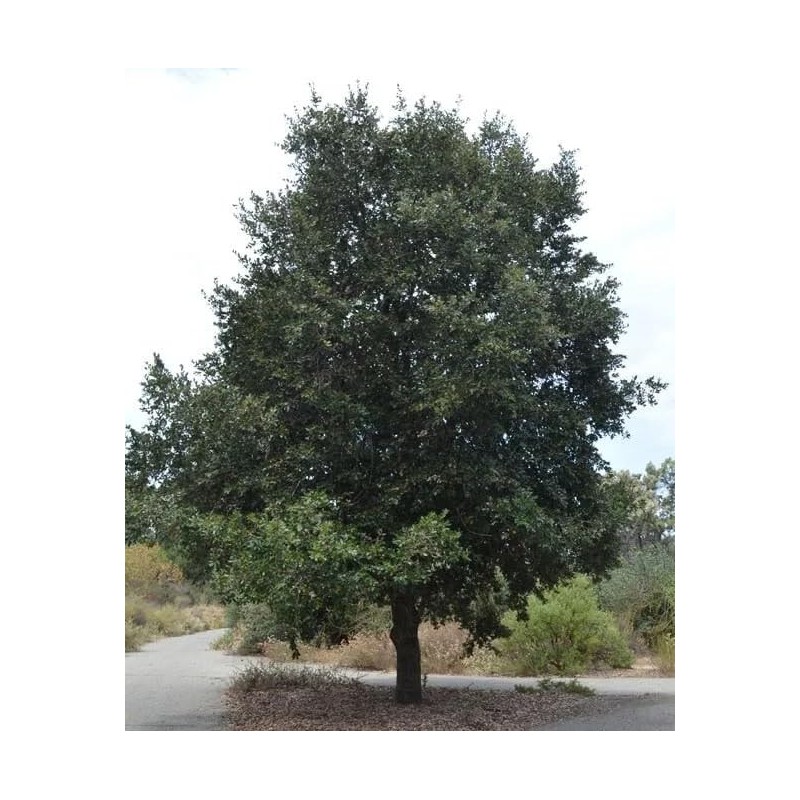 20 Fresh Acorns - Canyon Live Oak Tree Seeds for