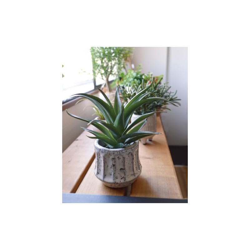 KI Japan 168744 Epeepot Aloe