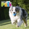 Fancy Pets Pelota Flash con Sonido Fetch para Perros, Tamaño