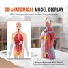 Happybuy Human Body Model, 23 Parts, 18 Inch – Anatomical