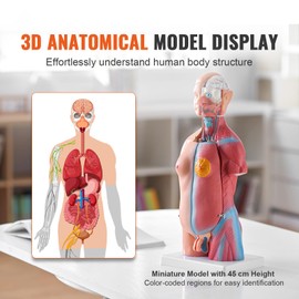 Happybuy Human Body Model, 23 Parts, 18 Inch – Anatomical Torso with Removable Organs, Unisex Skeleton Educational Tool for Science Learning and Teaching Display