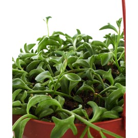 Shop Succulents | String of Dolphin Succulent | Hand Selected for Health and Size House Plant, 6 inch