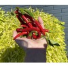 Szechwan Chile Plant Sichuan Chili Szechuan Heirloom Oriental Cuisine Pepper