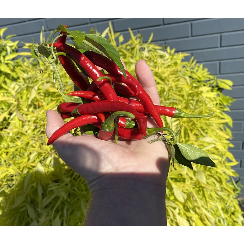 Szechwan Chile Plant Sichuan Chili Szechuan Heirloom Oriental Cuisine Pepper