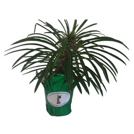 Madagascar Palm Pachypodium lamerii Tropical Succulent Bonsai Plant Unusual Thorny Trunk White Flower Starter Size 4 Inch Pot Emerald tm