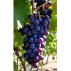 Grape Seeds for Planting 100+ Pcs