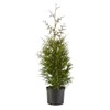 2.25 Gal Green Giant Arborvitae Shrub