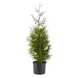 2.25 Gal Green Giant Arborvitae Shrub