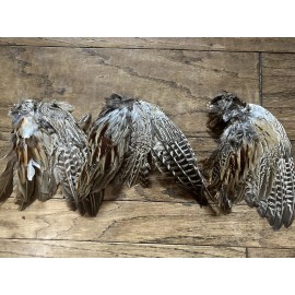 3 Natural Wild Ringneck Pheasant Rooster Whole Wings Feather  *Second Quality*