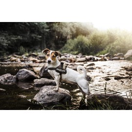 Julius-K9 162MM K9 power harness, size: mini, camouflage