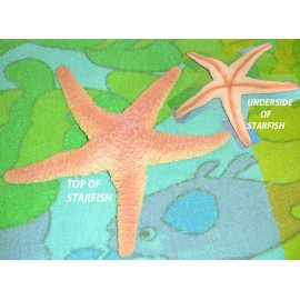 Sea Creature Replicas - Rubber/PVC - AAA