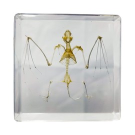 FlyingBean Real Bat Skeleton Specimens in Resin Paperweight Crafts, Animal Taxidermy Collection for Science Education & Desk Ornament (Bat Skeleton), 75 x 75 x 24mm (3 x 3 x 1 inch), FBBF-02