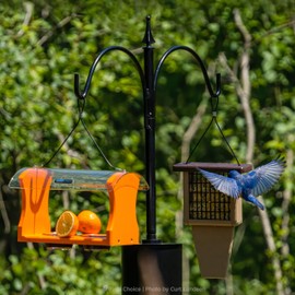 Birds Choice 2 Arm Topper Bird Feeder Pole Set with Squirrel Baffle