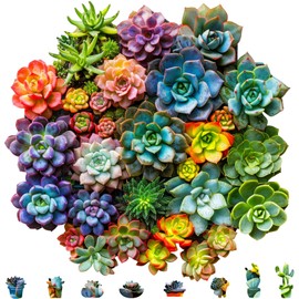 Mys Aurora Succulent Wooden Puzzles for Adults, 200 Piece Unique Shaped Wood Jigsaw Puzzles for Adults and Kids, Fun Challenging Puzzles Family Game Gift, Medium 11.2'' x 11'