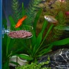 WEAVERBIRD 60mm Aquarium Shrimp Feeder Dish with Suction Glass Fish