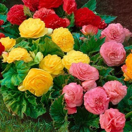 Wax Begonia Mix Seeds – Begonia Semperflorens | Colorful, Low-Maintenance Annual | Perfect for Shade & Sun
