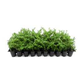 Mexican Heather White | 3 Live Seedlings | Cuphea Hyssopifolia | Flowering Ground Cover | Heat-Tolerant Garden Plants