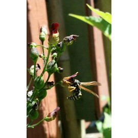 Figwort 30 seeds of Woodland Figwort (Scrophularia nodosa) decorative & medicinal plant