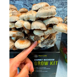 Shiitake Mushroom Grow Kit (5.5lbs) Grow Your Own Mushrooms at Home | Easy Indoor Grow Bag Kit