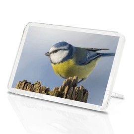 1 x Fridge Magnet - Blue Tit Bird Wing Feather Nature Wildlife Classic Fridge Magnet Kitchen #3119