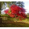 Fireglow Upright Red Japanese Maple - Live Plant - (2.5