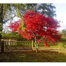 Fireglow Upright Red Japanese Maple - Live Plant - (2.5 QT)