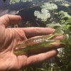 AT PRODUCTS Paddle Toad Frog soft plastic fishing lure -