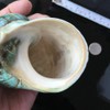 Wixine 1Pcs 10cm Green Turbo Natural Rare Real Sea Shell
