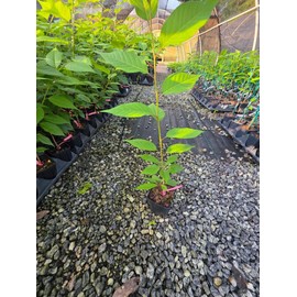 Kwanzan Ornamental Flowering Cherry Tree - Live Plant - (1 QT)