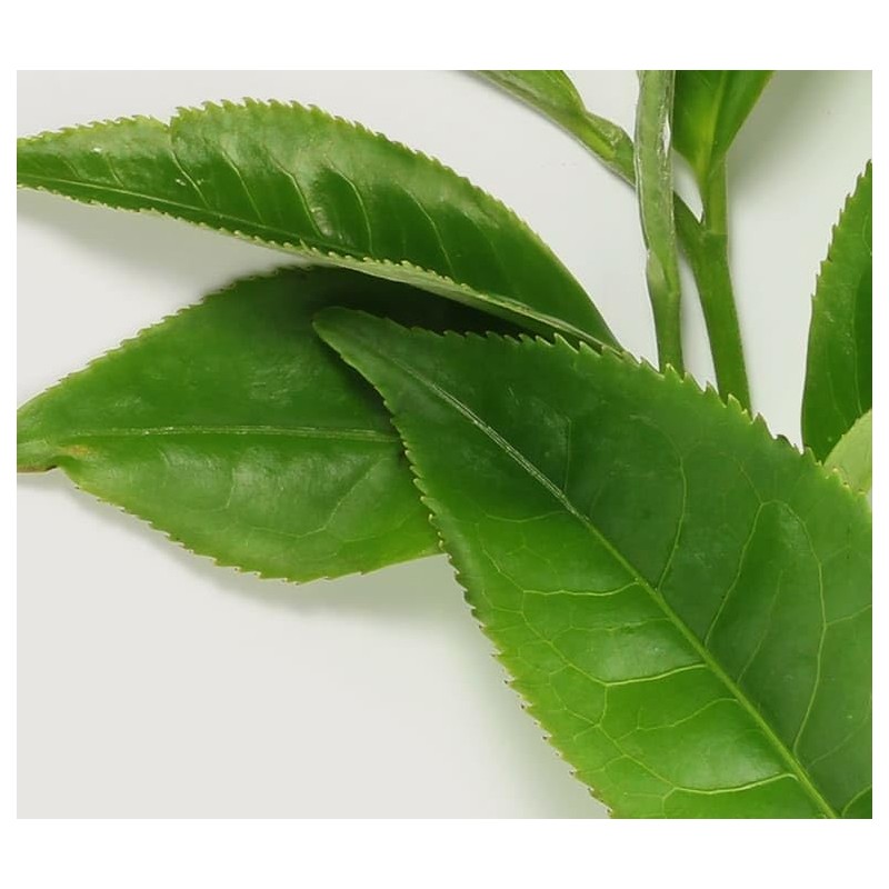 EAU VITALE AROMATHERAPY MIST TÉ VERDE