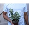 1 Crassula Argentea Variegata Variegated Jade Succulent Plant