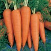Danvers 126 Carrot Seeds - 5 Lb Bulk ~1,600,000 Seeds