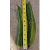 Cactus Robles Red Dragon Fruit (Pitaya)- 2 Cuttings 8-10 Inch